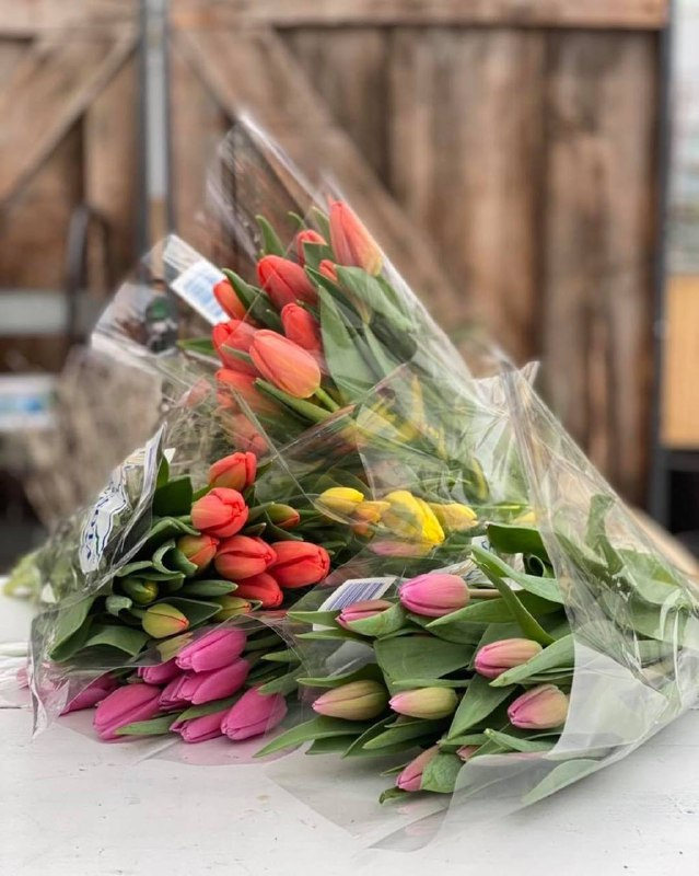 ТЮЛЬПАНЫ ЛАЙТ ПО 90 РУБ.