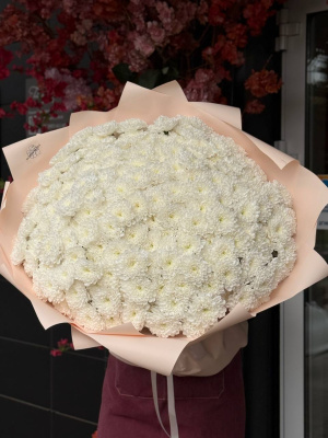 51 кустовая хризантема