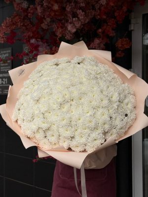 51 кустовая хризантема