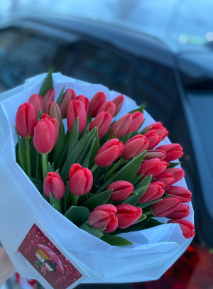 красные тюльпаны  35 шт