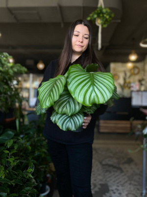 Калатея